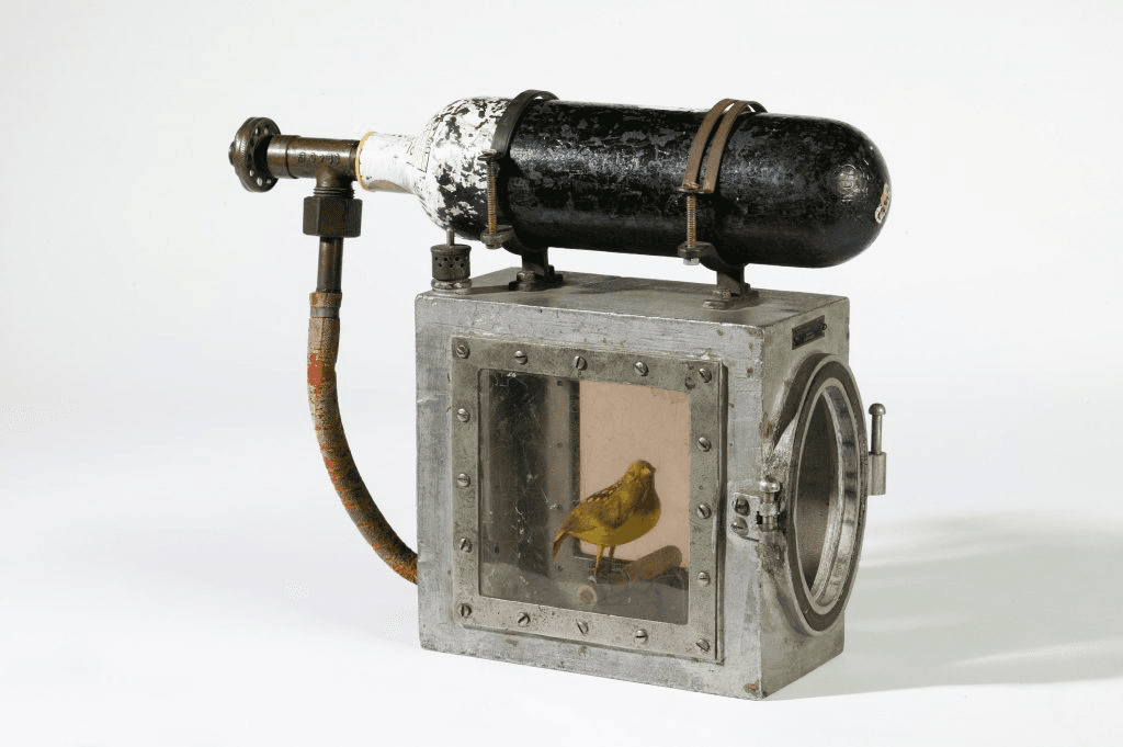 Photo of a canary inside of a small enclosure with oxygen tank attached